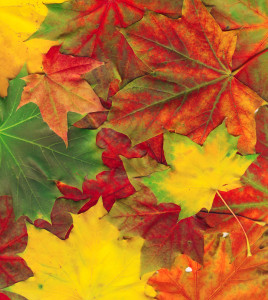 Beautiful autumn maple leaves background